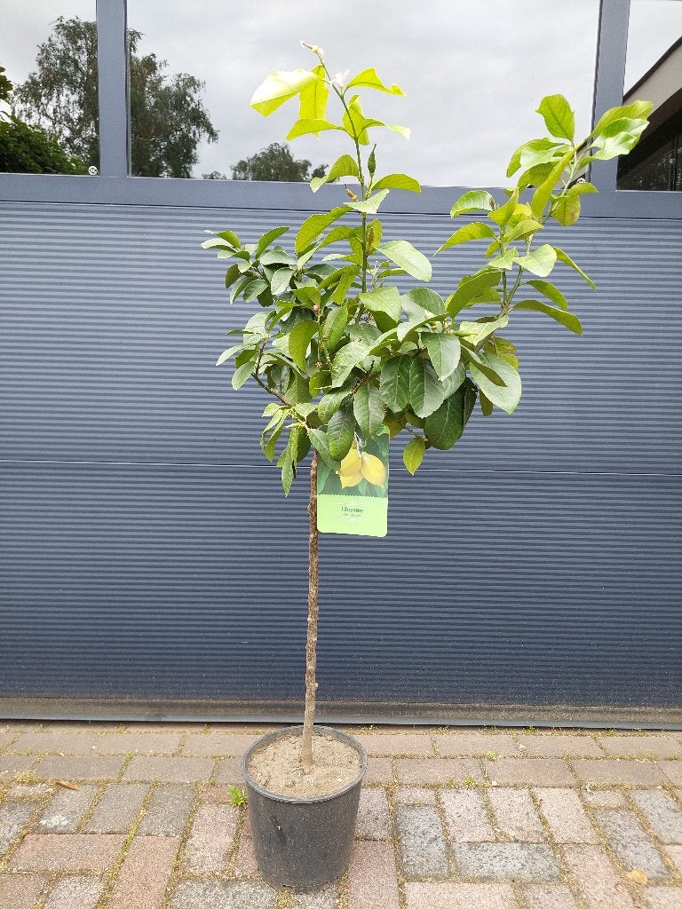 XL Citrus Lemon / Citrus Limon - Citroenboom H: 135 cm., Ophalen, Volle zon, Citroenboom, 100 tot 250 cm
