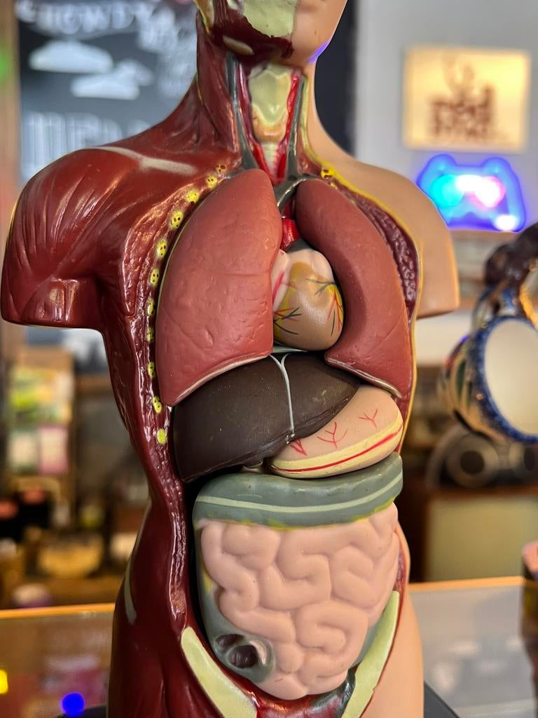 Kleine torso anatomsich model 23 cm mens, Ophalen of Verzenden