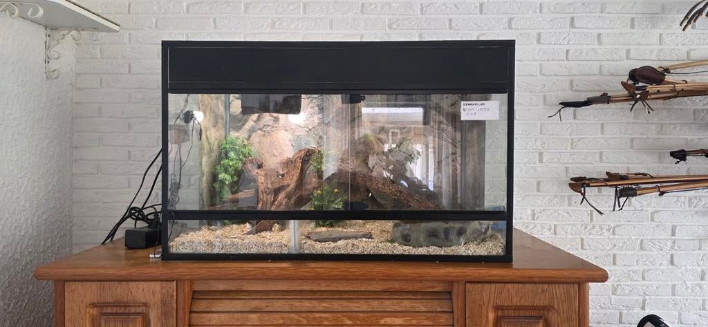 Terrarium incl rattenslang, Dieren en Toebehoren, Slang, Tam, 0 tot 2 jaar