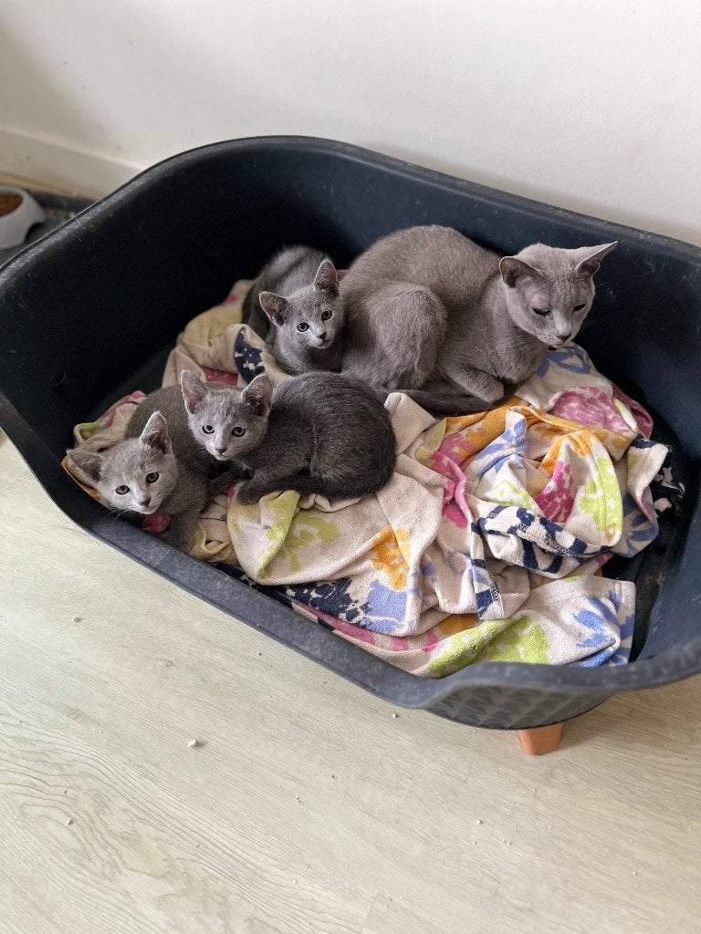 Blauwe Rus meisje en jongen, Poes, Met stamboom, 0 tot 2 jaar