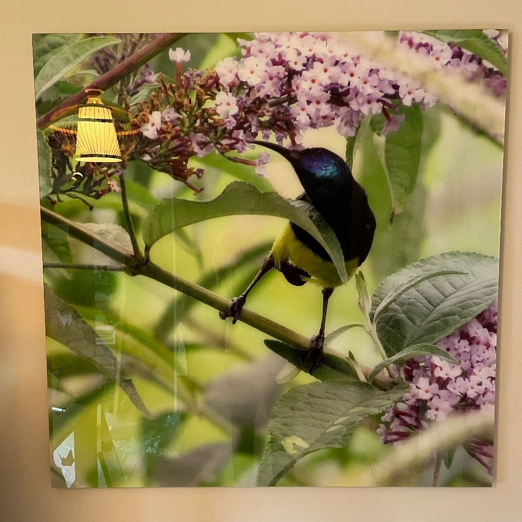 Sunbird dibond 100x100cm, Ophalen, Gebruikt, 75 tot 100 cm, Foto of Poster