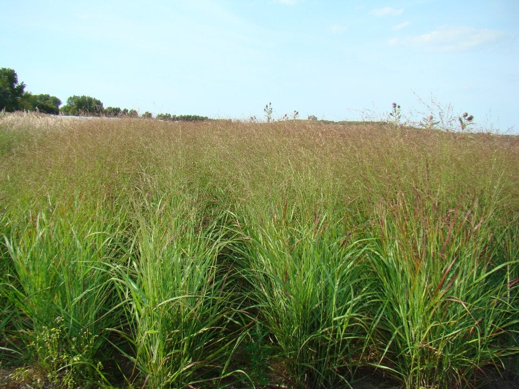 heel veel aparte planten soorten op kwekerij, Ophalen, Overige soorten, Volle zon