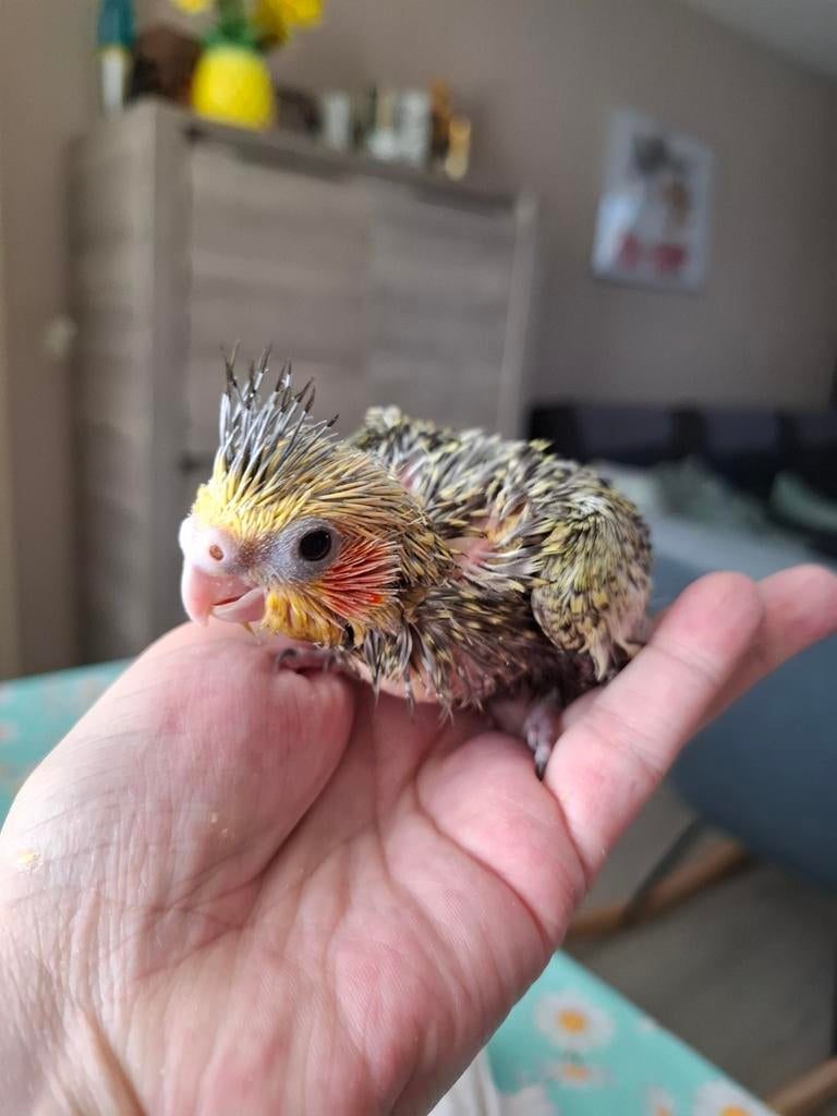 Baby valkparkiet opaline tam te reserveren, Dieren en Toebehoren, Geslacht onbekend, Parkiet, Tam