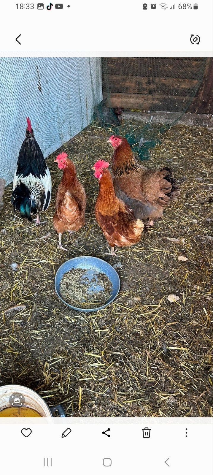 2 Lohmann kippen + Brahma, Vrouwelijk, Kip