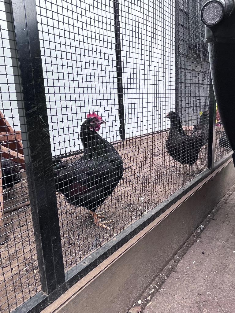 Gratis 2 hanen, Dieren en Toebehoren, Pluimvee, Mannelijk, Kip