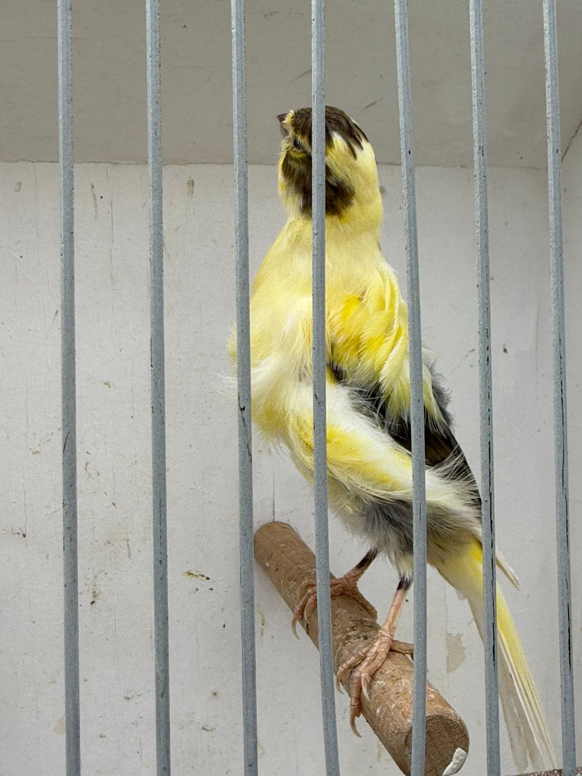 Prachtige mannetje Noord Holland Frisé, Dieren en Toebehoren, Mannelijk