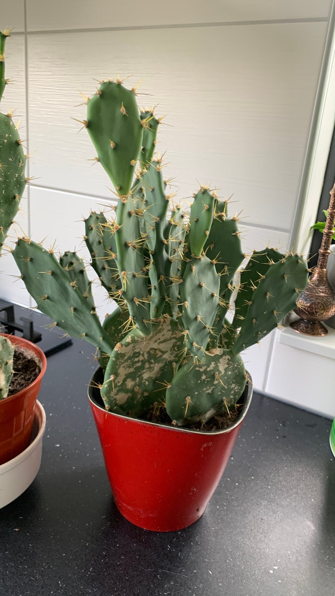 Cactus plant met pot €10, Huis en Inrichting, Ophalen, Cactus, Volle zon, Minder dan 100 cm