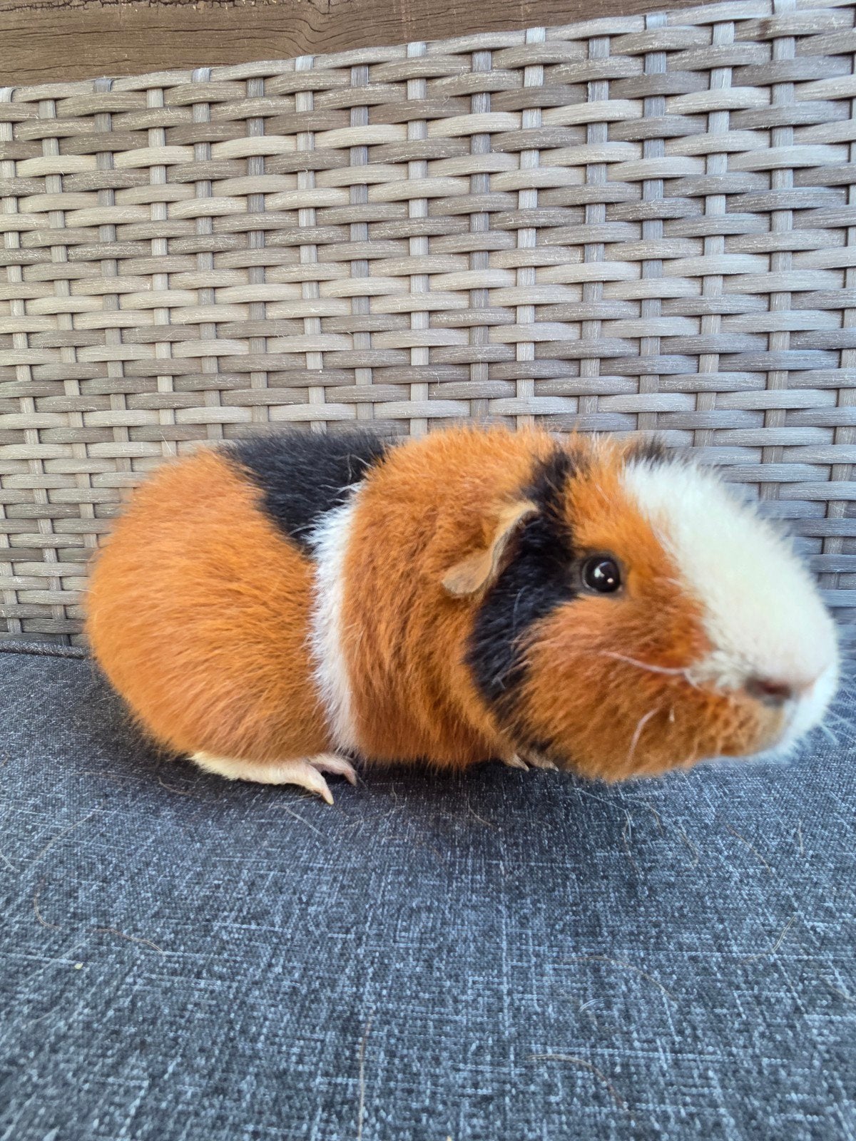 Gecastereerde beer, Dieren en Toebehoren, Knaagdieren, Cavia, Mannelijk, November, Tam