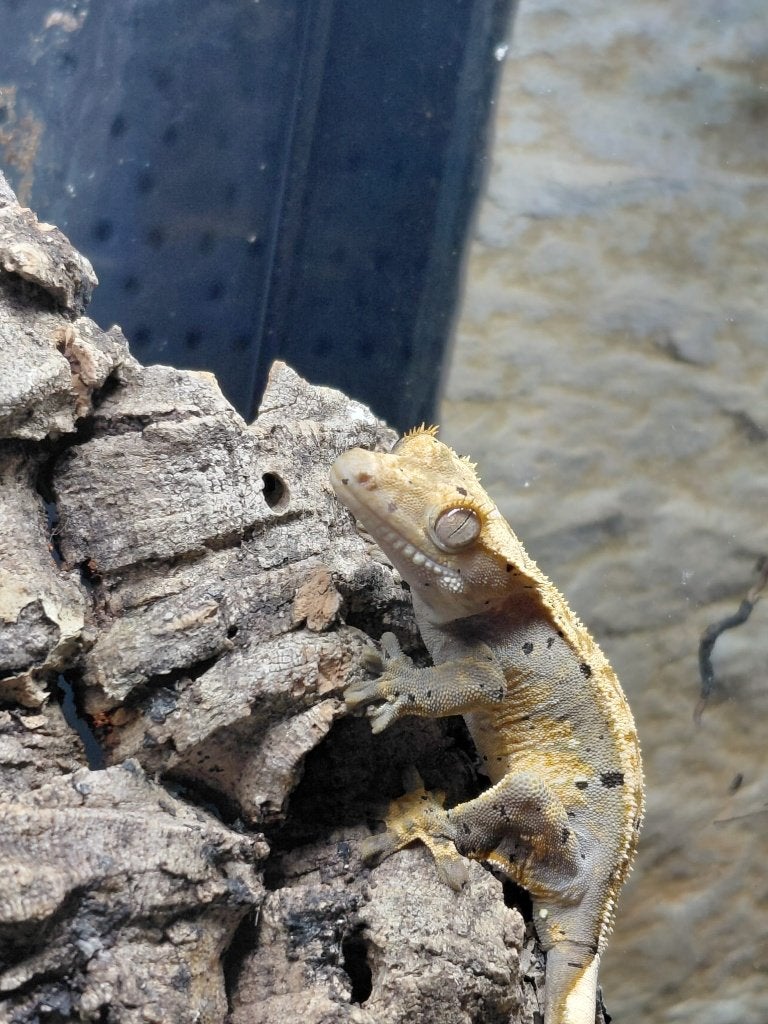 Wimpergekko (Correlophus ciliatus) Crested Gecko photo 5