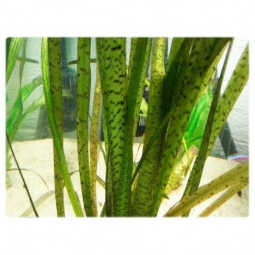 Vallisneria Tiger stekken - aquarium achtergrond plant, Ophalen of Verzenden, Zo goed als nieuw, Plant(en), Steen of Hout