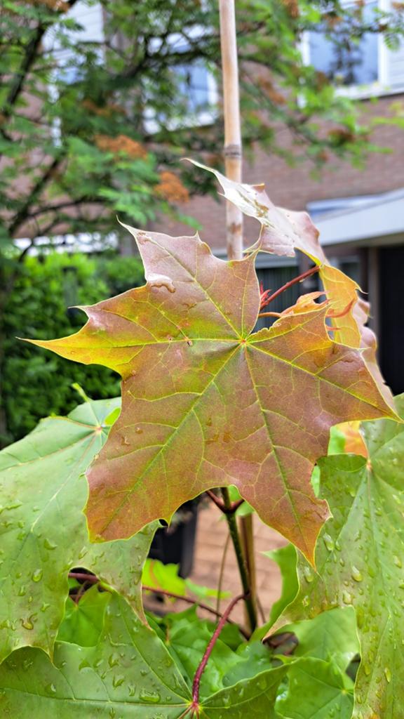 Esdoorn op stam, Overige soorten, 100 tot 250 cm, Zomer, Ophalen