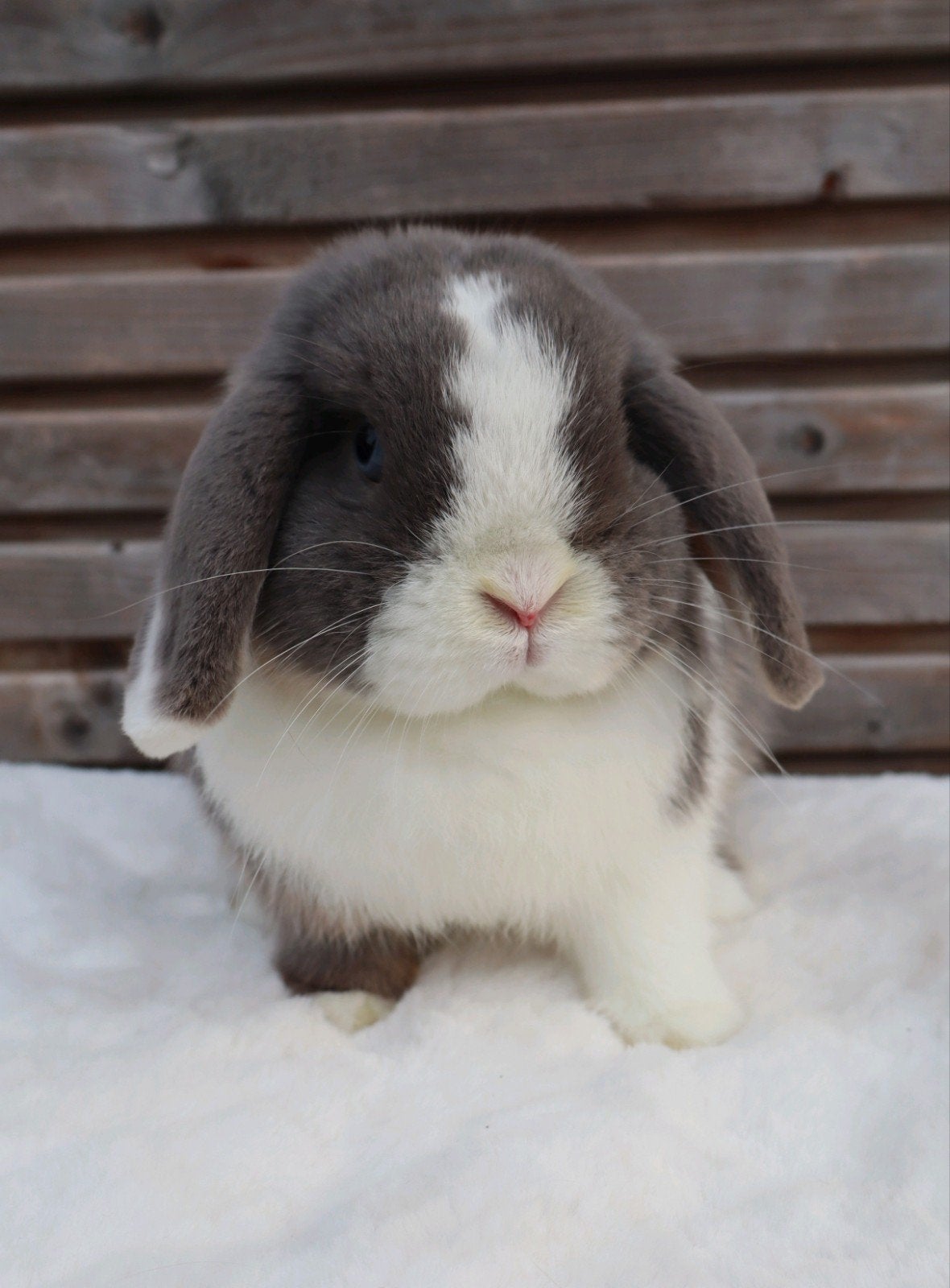 Super lief minilop konijntje
