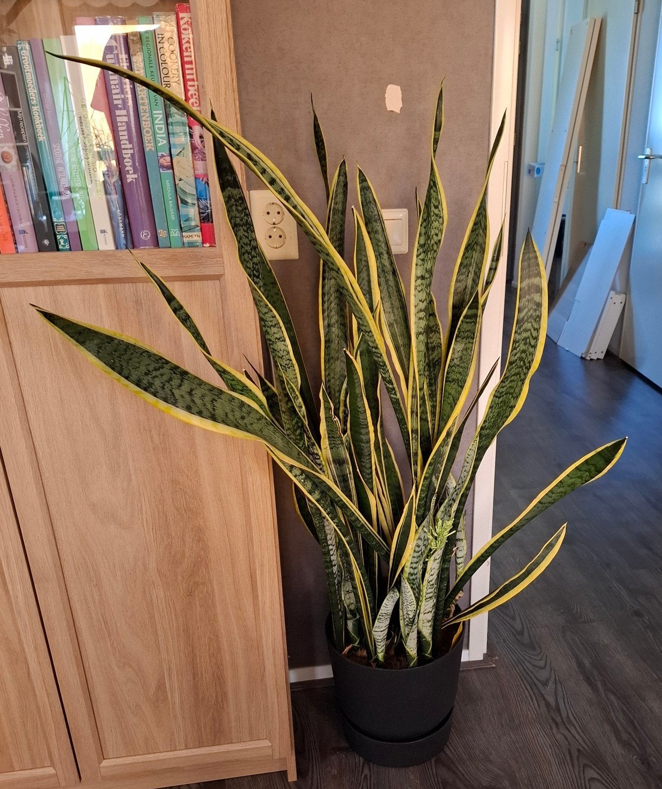 Grote Sansevieria (Vrouwentong) in Elho pot, +/- 140 cm, Ophalen, Vaste plant, Overige soorten, Halfschaduw