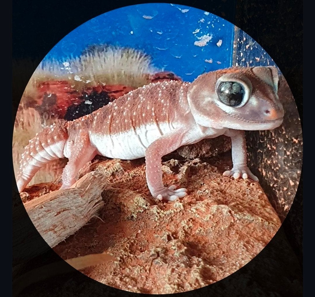 Nephrurus levis 1.0 incl. toebehoren, Dieren en Toebehoren, Reptielen en Amfibieën, Hagedis, 3 tot 6 jaar, Met terrarium