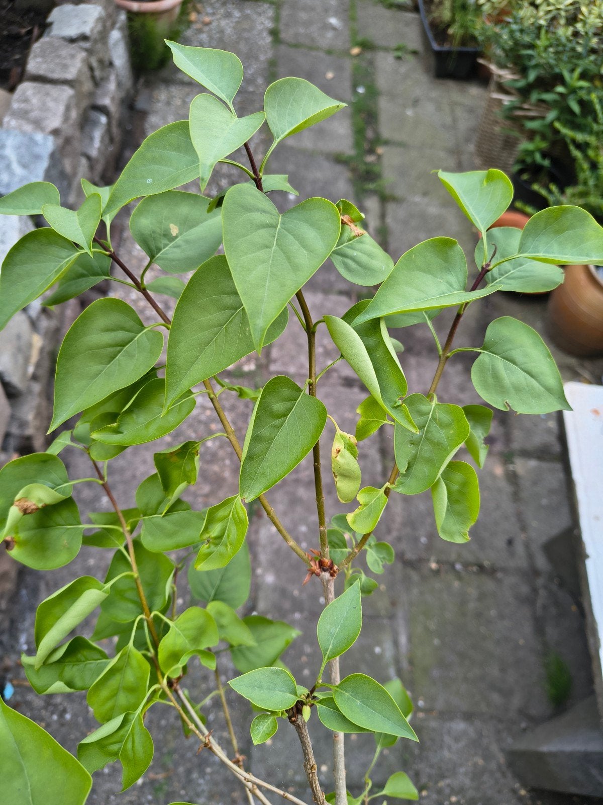 Sering, middel + klein, Ophalen, Eenjarig, Overige soorten, Volle zon