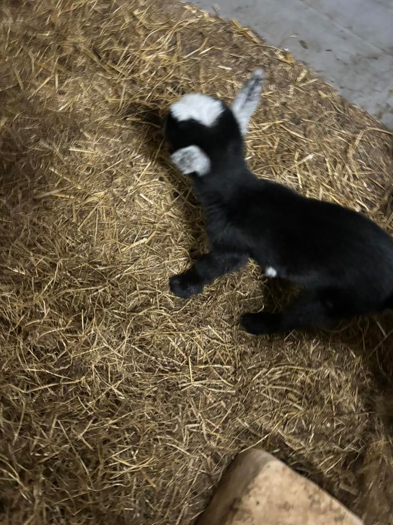 Geit met 2 bokjes, Meerdere dieren, Geit