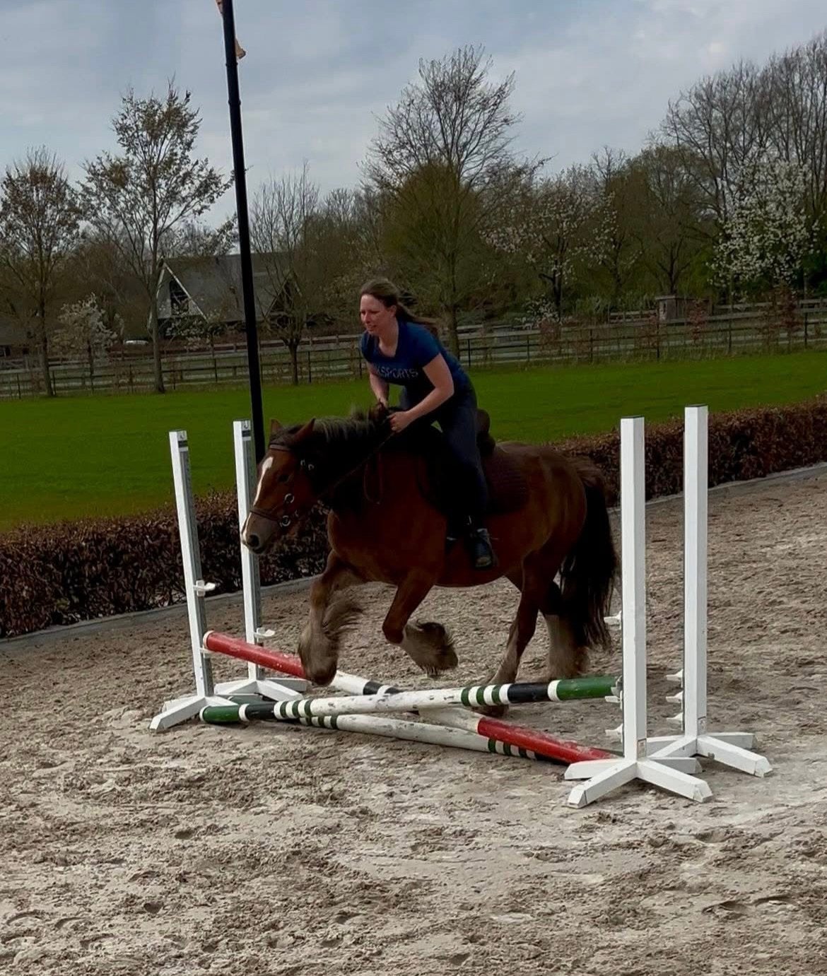 Super lieve tinker , rontgen goed en pssm vrij !, 3 tot 6 jaar, L, Recreatiepony, D pony (1.37m tot 1.48m)