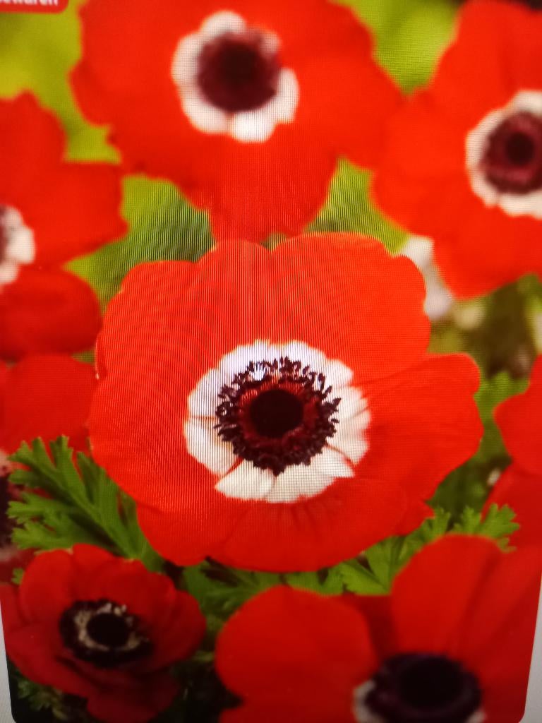 Anemone coronaria Hollandia (20 voor 2.80), Ophalen of Verzenden, Gehele jaar, Volle zon, Knol