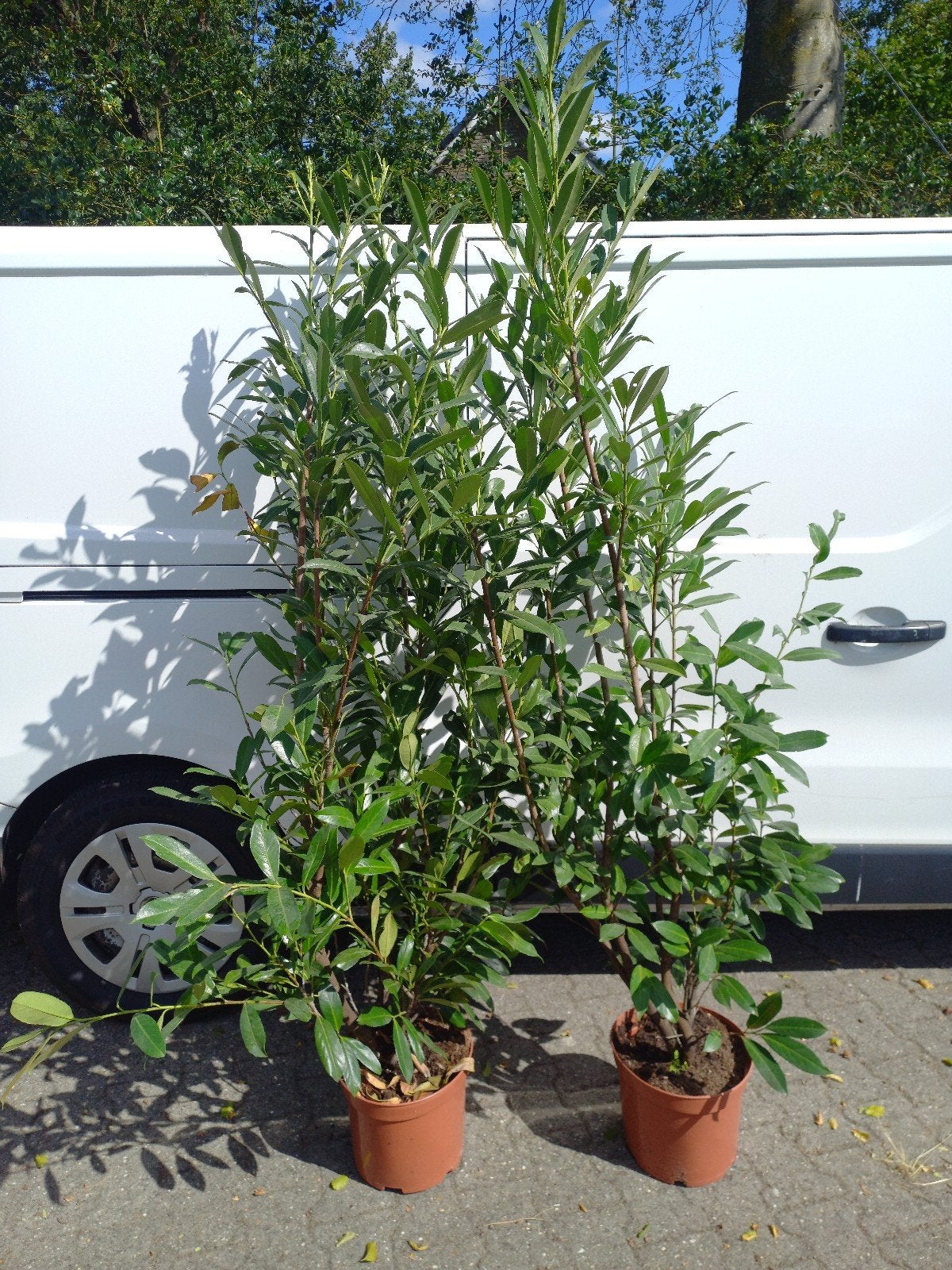 Laurier Caucasica in pot gekweekt, Tuin en Terras, Planten | Tuinplanten, Ophalen, Vaste plant, Overige soorten