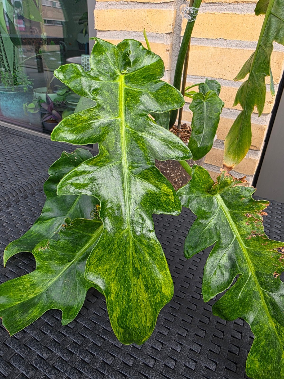 Philodendron Bob Cee Aurea Variegata - Prachtige Kamerplant, Ophalen, Halfschaduw, Minder dan 100 cm