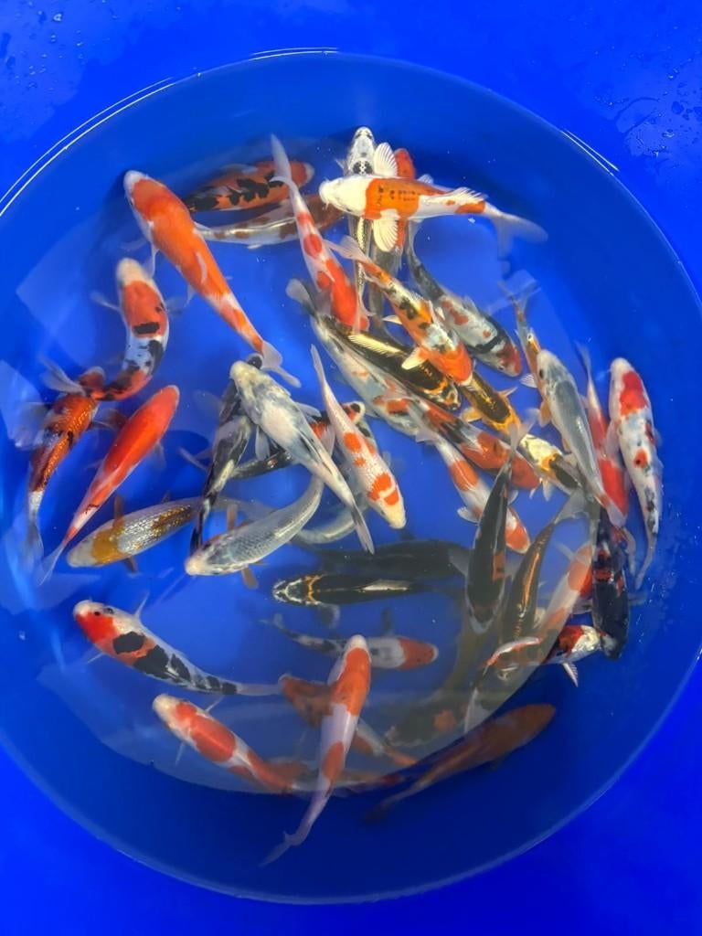 Kase 13/16 cm Tosai, Karper of Koi