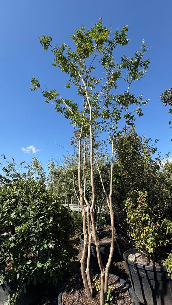 Meerstammige lagerstroemia’s | indische sering, Ophalen of Verzenden, Volle zon, Overige soorten