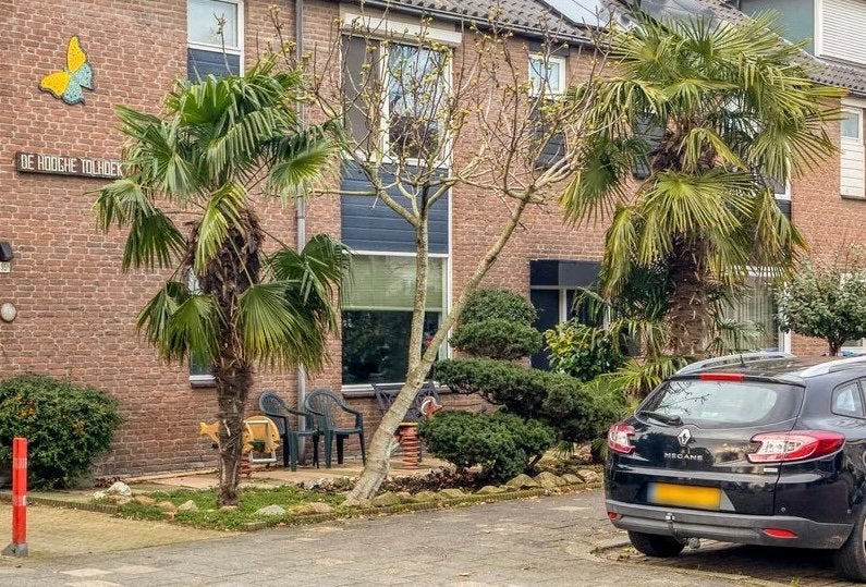 2 palmbomen, Tuin en Terras, Volle zon, Ophalen of Verzenden, 250 tot 400 cm, Zomer