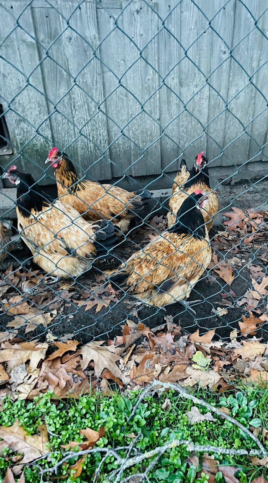 4 Vorwerk kippen, Dieren en Toebehoren, Vrouwelijk, Kip