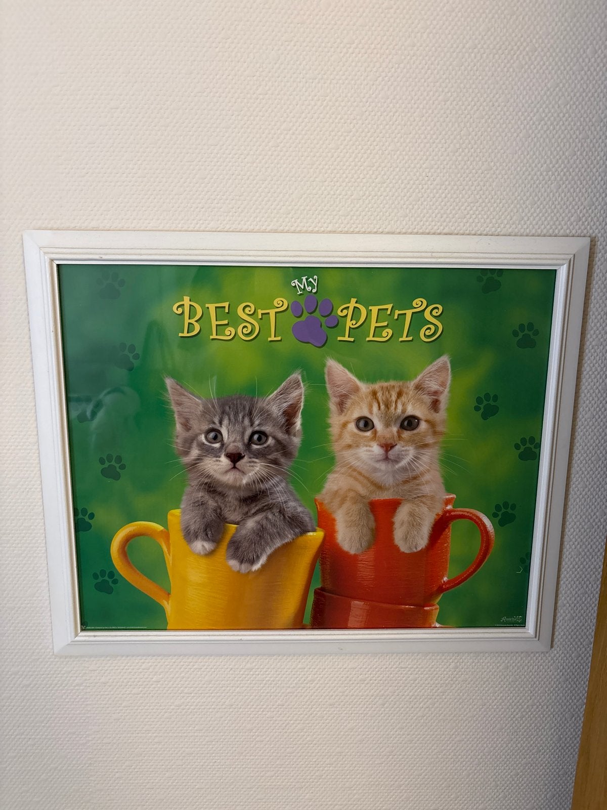 Ingelijste poster: 'My Best Pets' met schattige kittens, Ophalen, Gebruikt, Foto of Poster