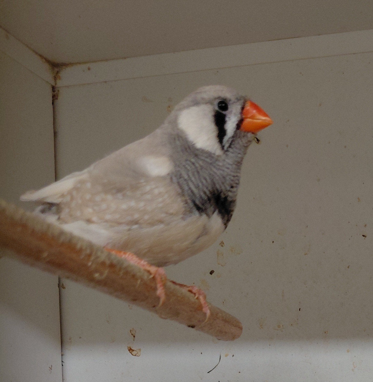 koppeltje zebravinken  €10, Dieren en Toebehoren, Vogels | Overige Vogels, Meerdere dieren