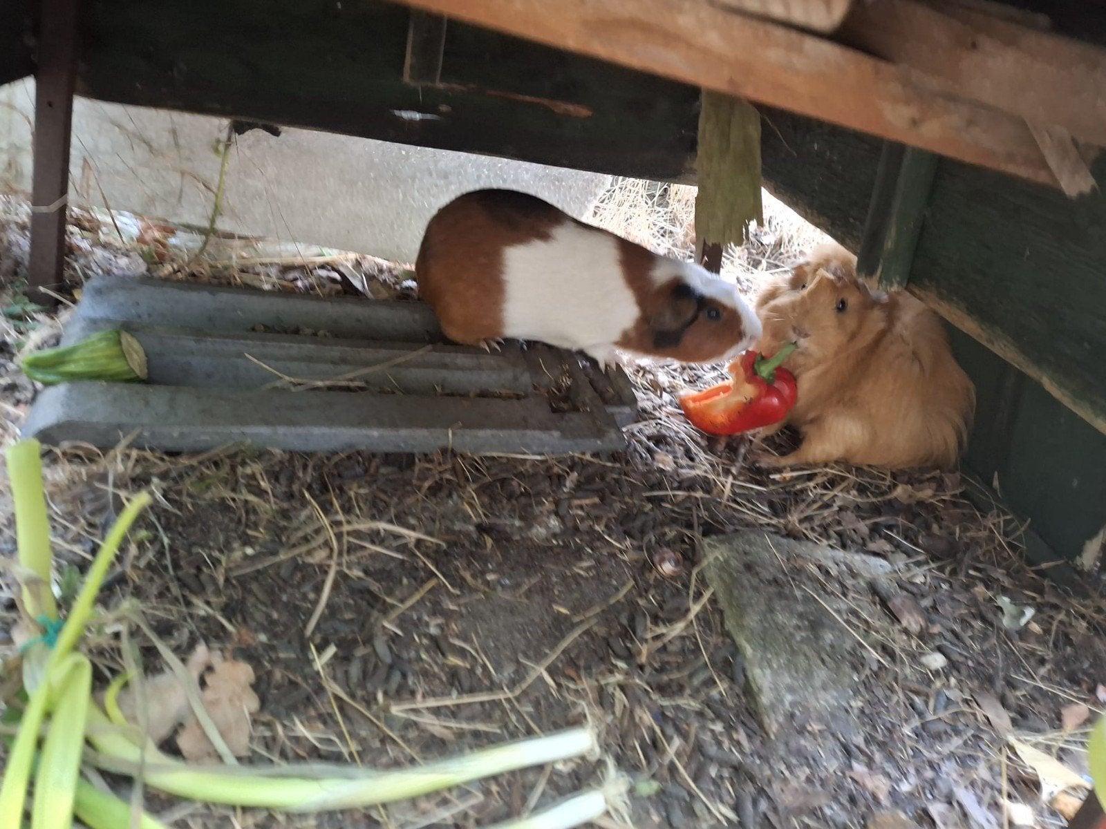Twee cavia's voor een nieuw baasje, Cavia, Mannelijk, Mei, Tam