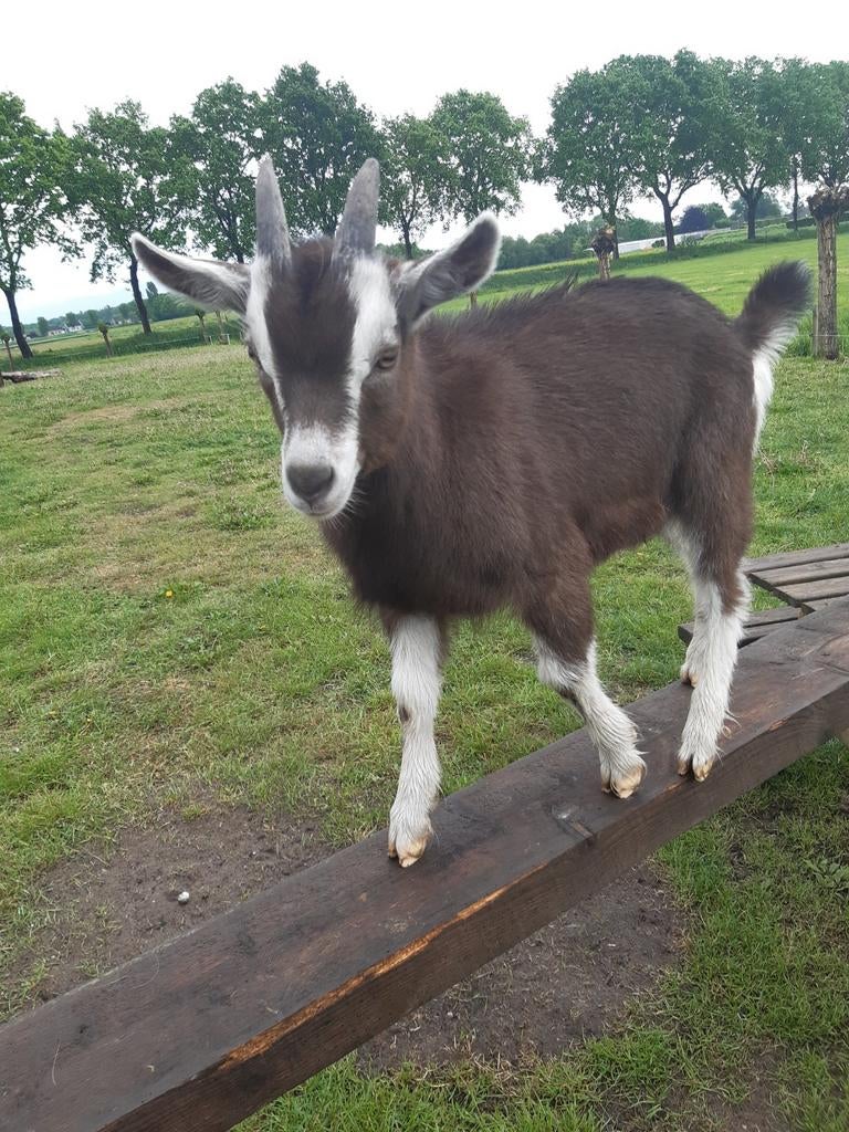 Toggenburger bok/bokje, Mannelijk, Geit, 0 tot 2 jaar