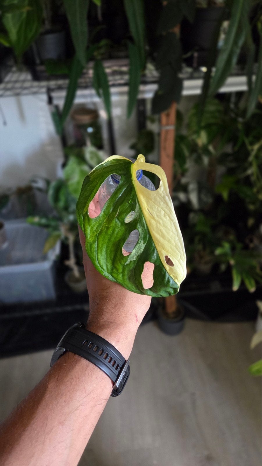 Monstera Adansonii Variegata - Zeldzame Stek, Overige soorten, Vaste plant, Ophalen of Verzenden, Bloeit niet