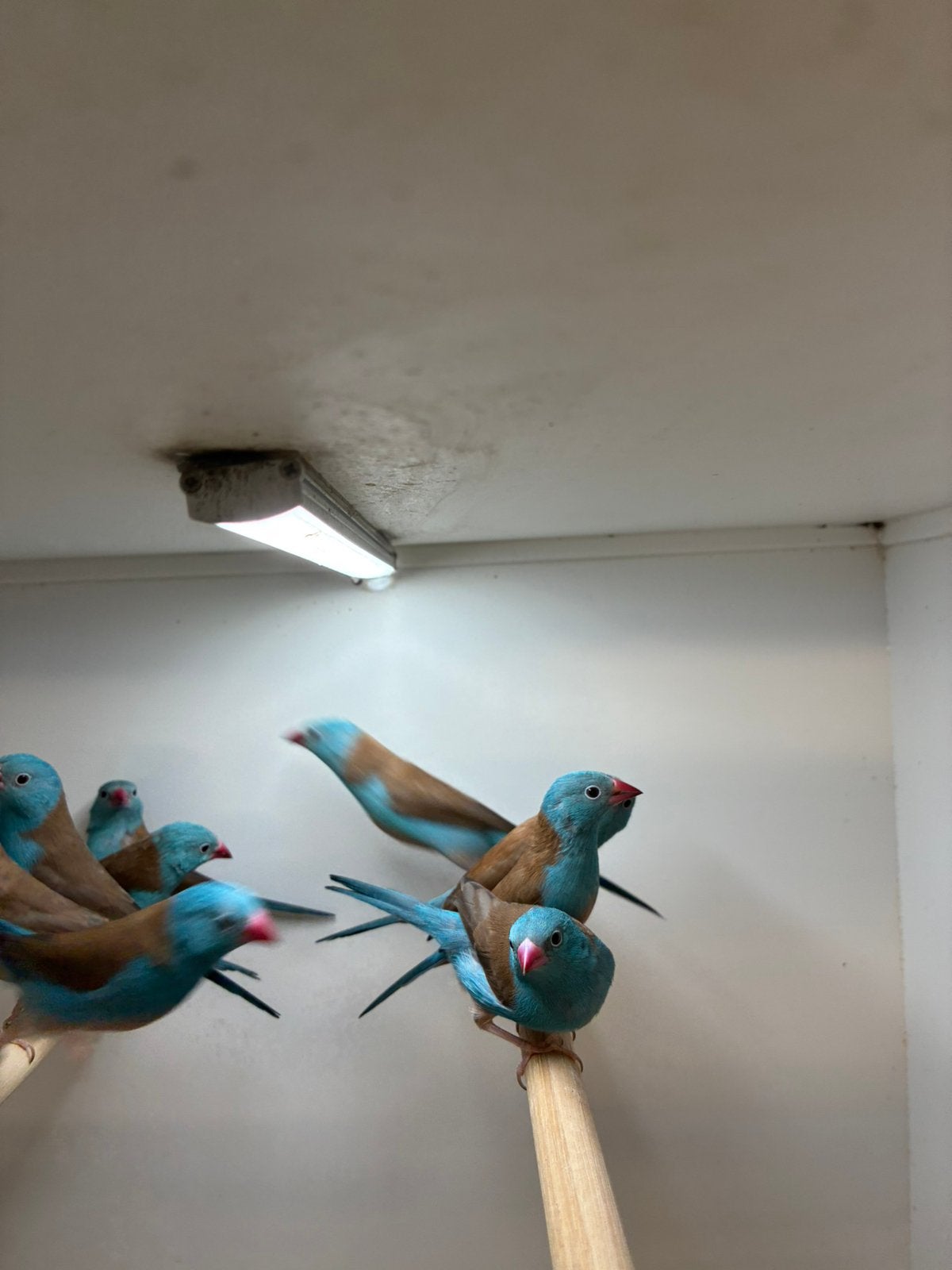 5 mannen blauwkop fazantjes, Mannelijk, Parkiet