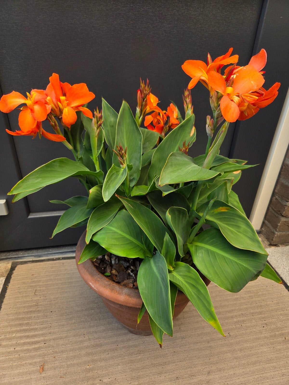 Levendige Oranje Canna Lelie in Terracotta Pot, Ophalen, Overige soorten, Volle zon