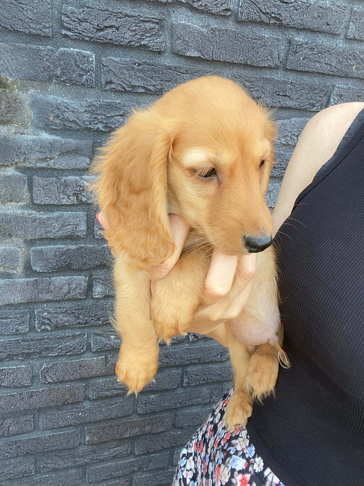 Kleurrijke langharige teckel pups, Dieren en Toebehoren, Parvo, 8 tot 15 weken, Dwerg, Langhaar