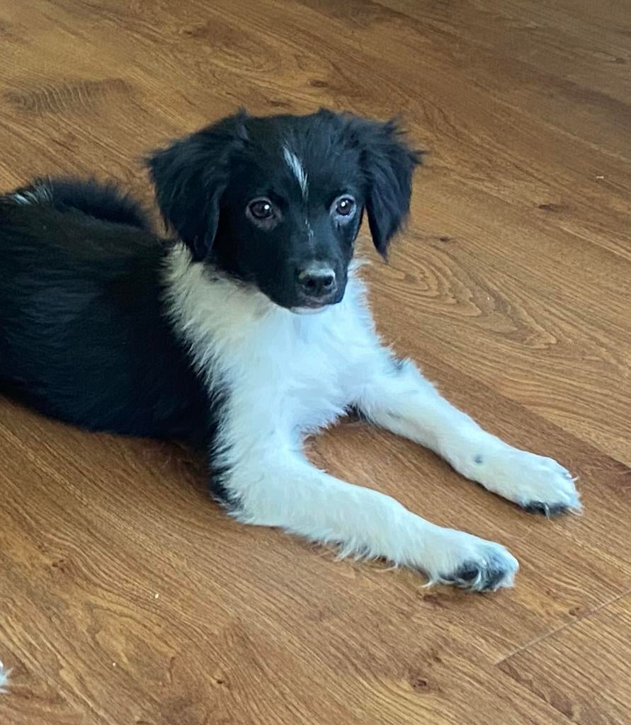 Prachtige BORDER COLLIE x FRIESE STABIJ pup - reutje, Parvo, Nederland, Reu, 8 tot 15 weken