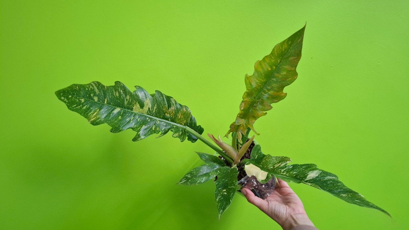 MOET WEG!Philodendron Ring of Fire - Prachtige, levendige kl, Overige soorten, Vaste plant, Ophalen of Verzenden, Bloeit niet