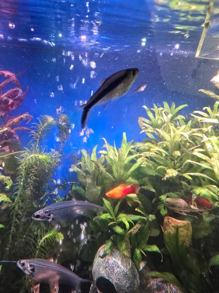 Mooie school van 9/10 Hockeysticks (Thayeria boehlkei), Dieren en Toebehoren, Vissen | Aquariumvissen, Vis
