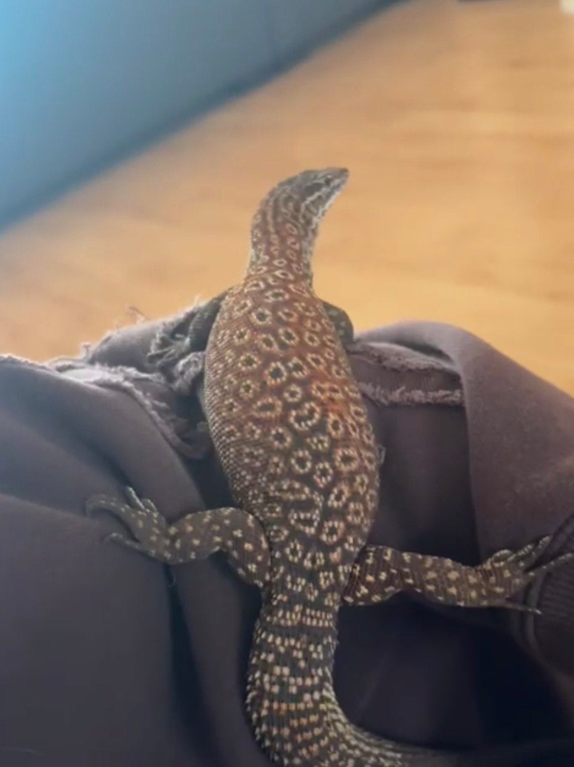Ackiemonitor/stekelstaartvaraan - tam, jong & nieuwsgierig Monitor Lizard photo 2