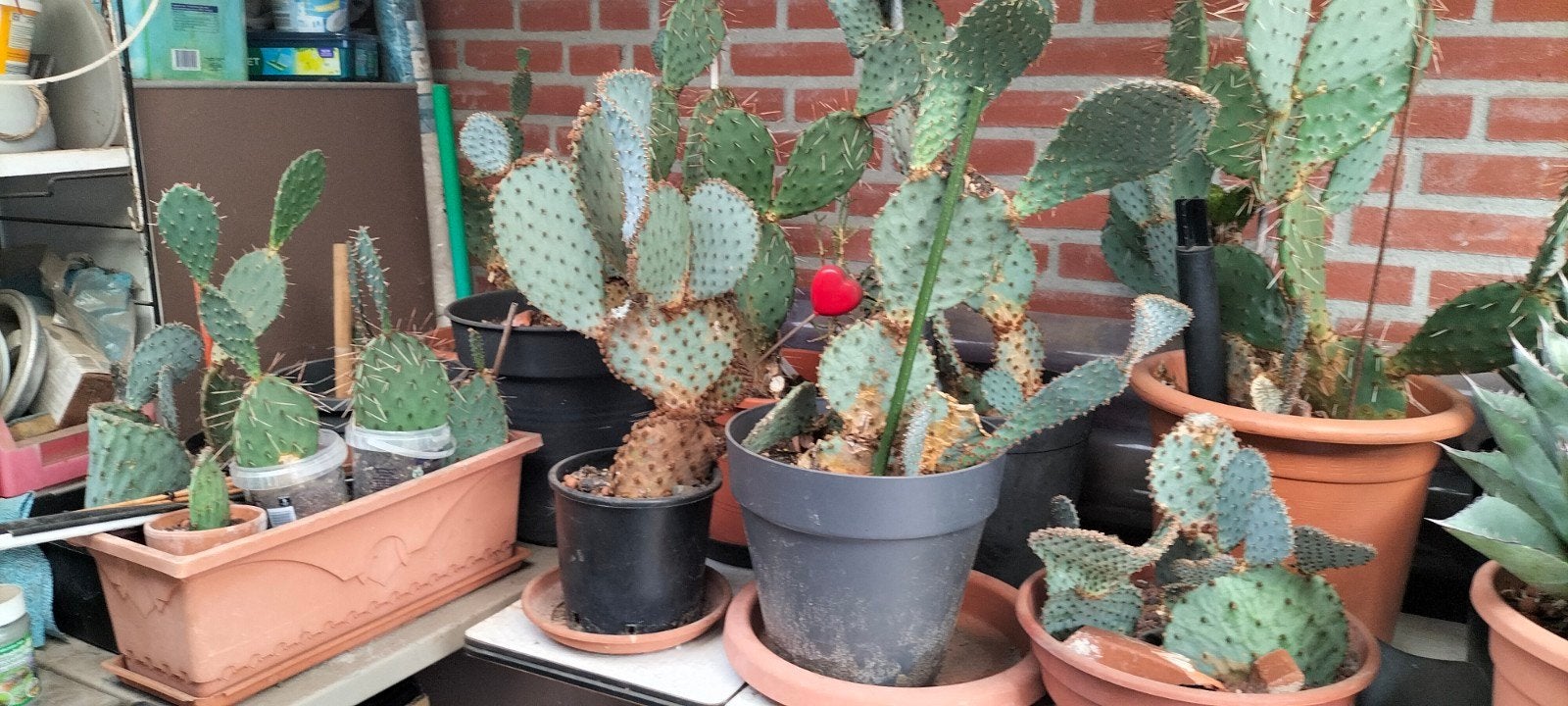 Diverse winterharde  Opuntia cactus collectie in potten, Tuin en Terras, Planten | Tuinplanten, Ophalen, Vaste plant, Overige soorten