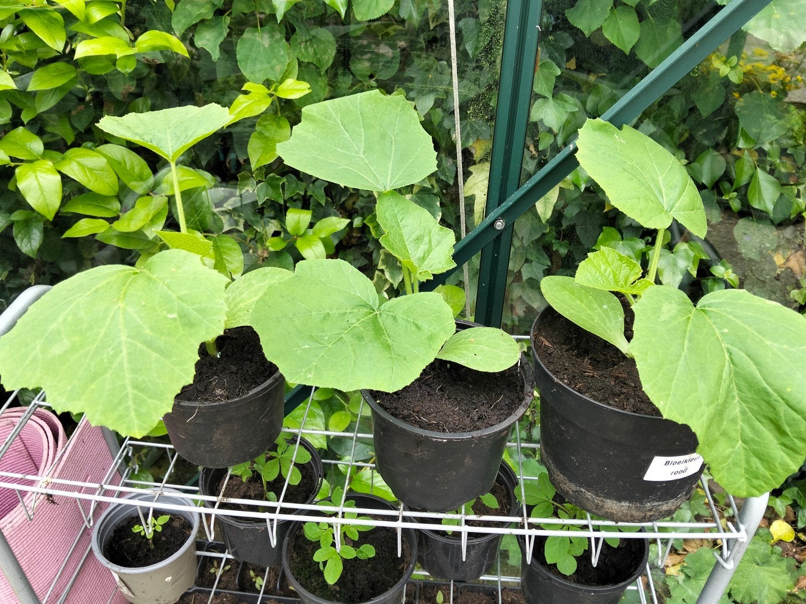 Pompoenplanten, Tuin en Terras, Ophalen, Overige soorten, Volle zon