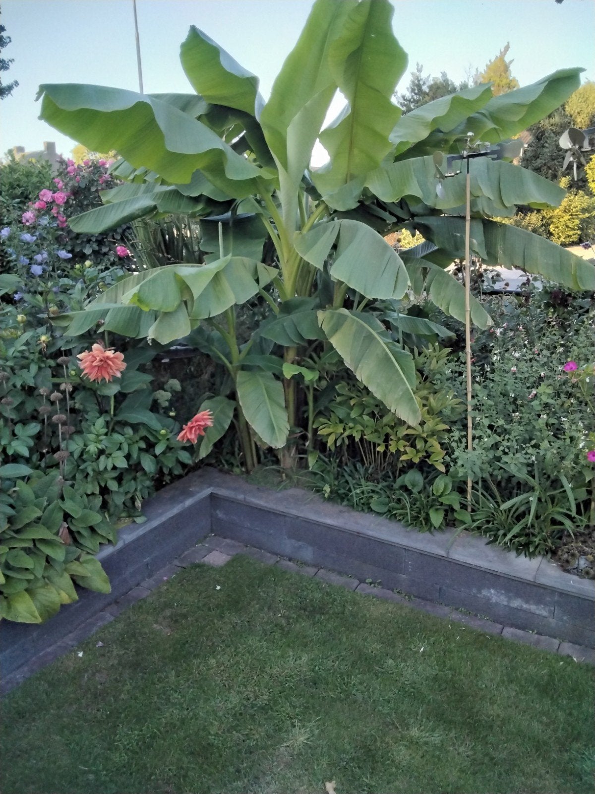 bananenplanten bananenbomen bananen scheuten, Ophalen, Volle zon, Overige soorten