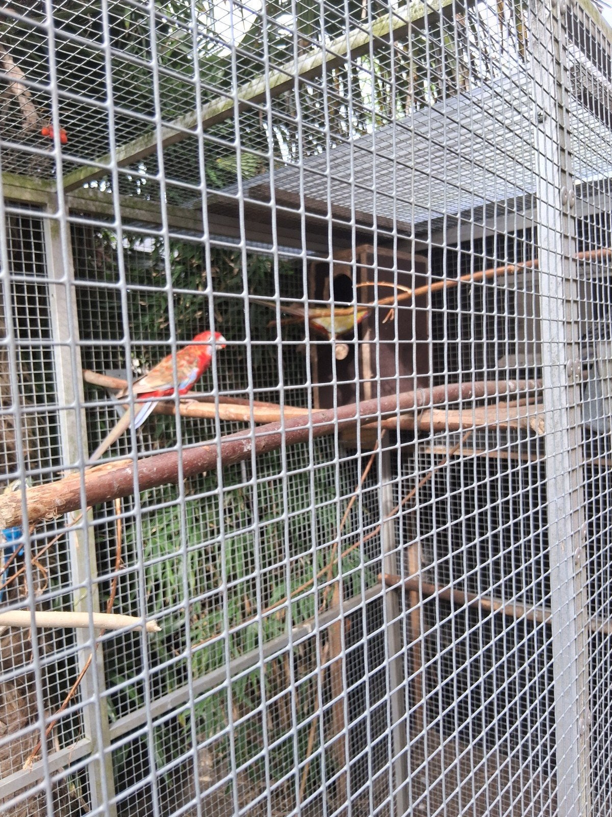 kweekkoppel penanten met nog een jong, Dieren en Toebehoren, Vogels | Parkieten en Papegaaien, Meerdere dieren, Parkiet