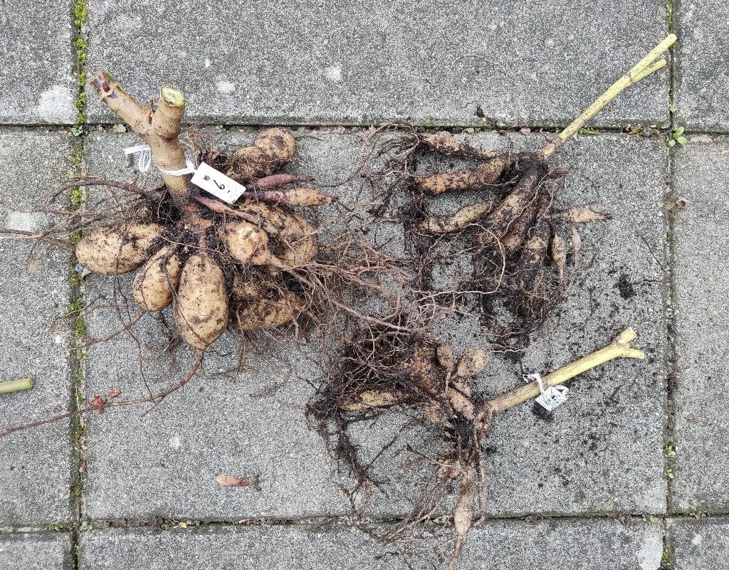 Gratis Dahliaknollen, Ophalen, Volle zon, Knol