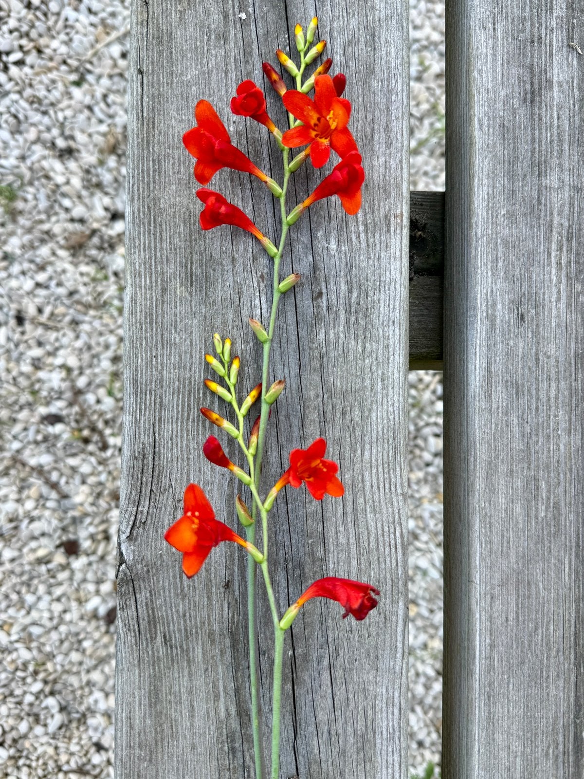 Biologische Rode Crocosmia/Montbretia Lucifer, Ophalen, Voorjaar, Volle zon, Knol