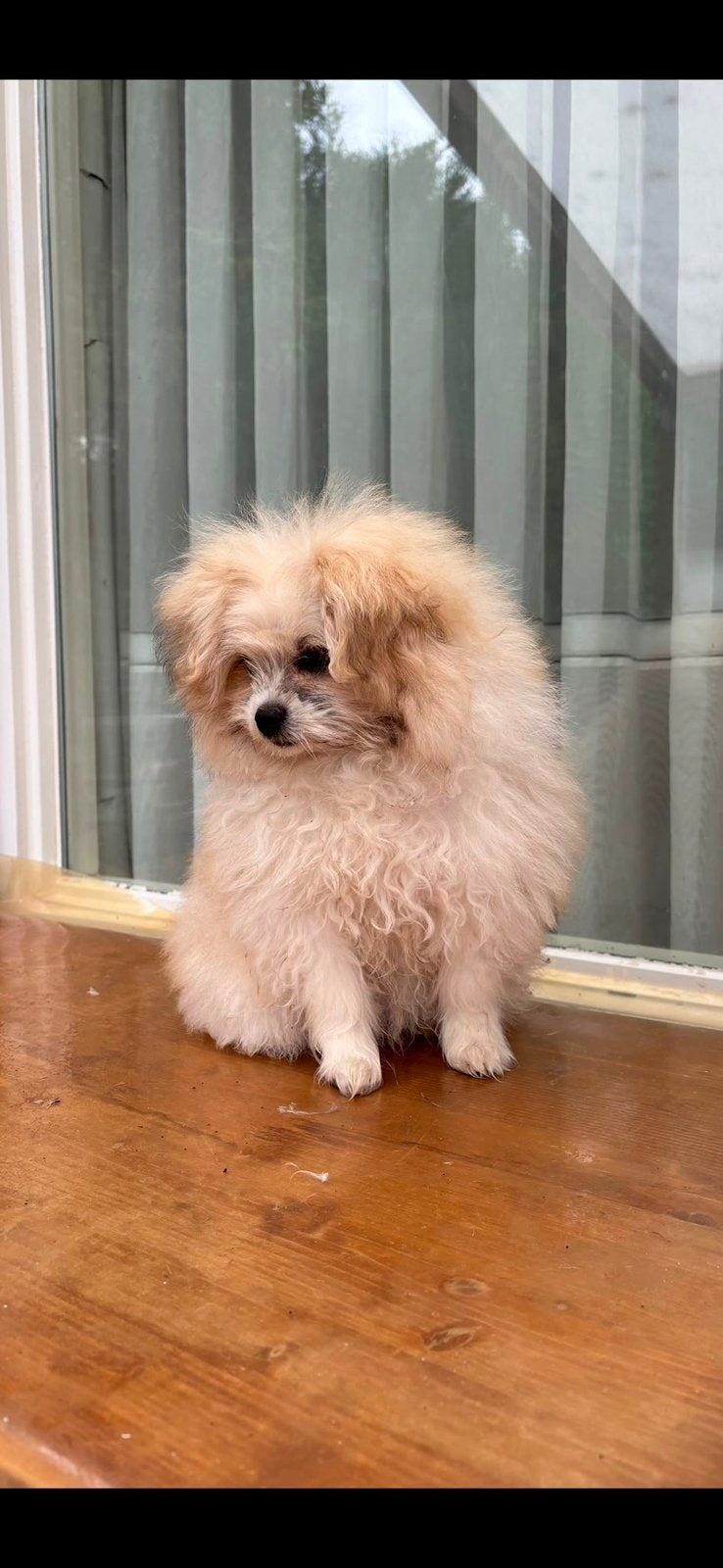 Teefje mix pomeriaan te koop, Dieren en Toebehoren, Overige rassen, Teef, Eén hond, Nederland