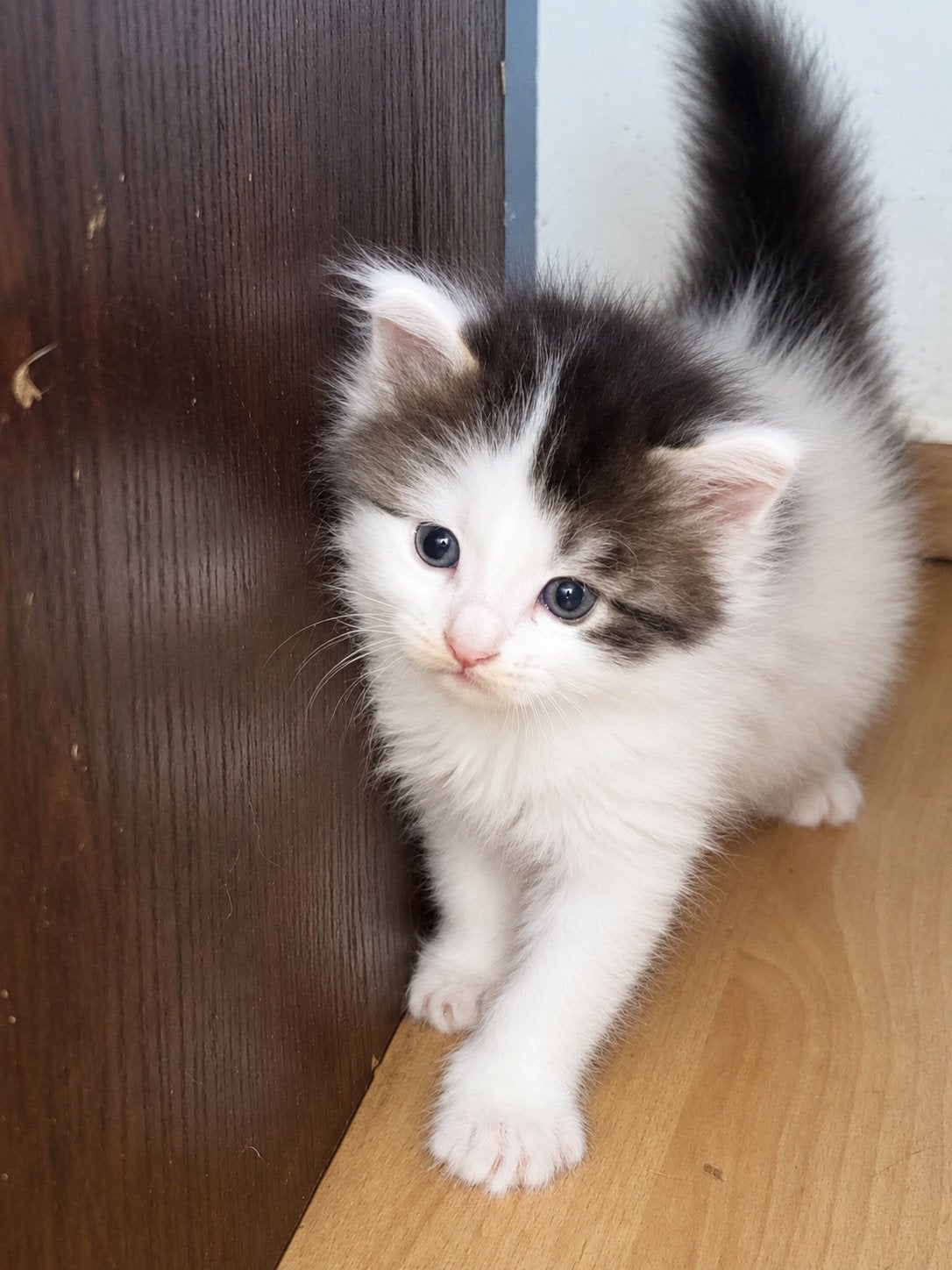 Maine coon mix kitten katten poesje, Poes, Gechipt, 0 tot 2 jaar