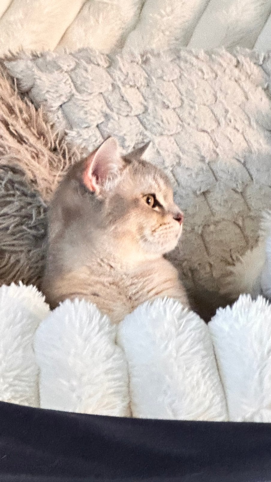 BKH—mannelijke kat, Dieren en Toebehoren, Katten en Kittens | Raskatten | Korthaar