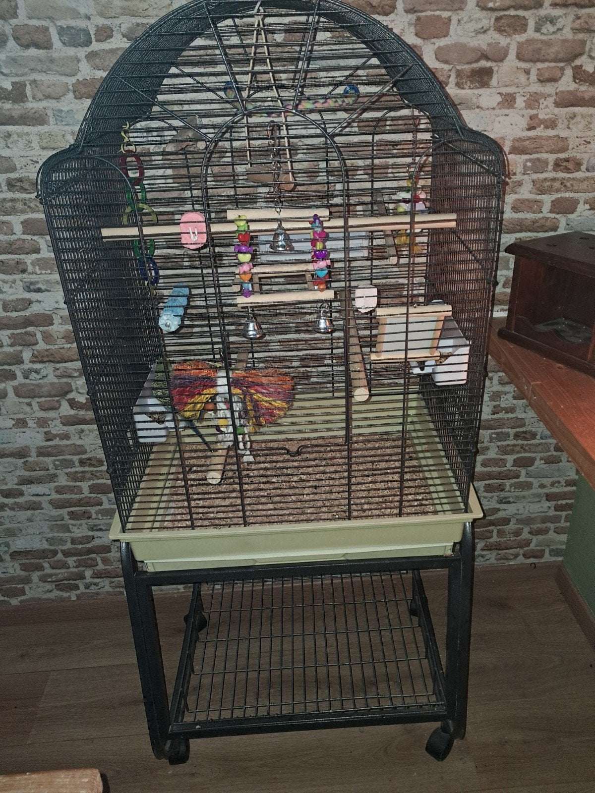 koppel  grasparkieten met grote kooi, Ophalen, Zo goed als nieuw, Metaal, Vogelkooi